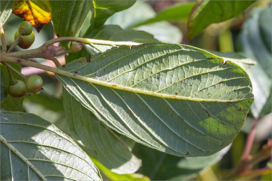 Изображение особи Frangula alnus.