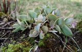 Hylotelephium ruprechtii