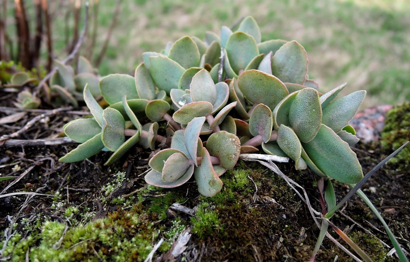 Image of Hylotelephium ruprechtii specimen.