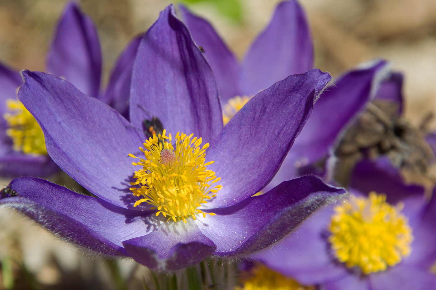 Image of Pulsatilla patens specimen.