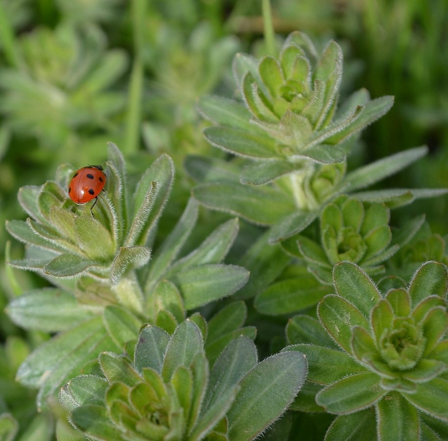 Изображение особи род Galium.