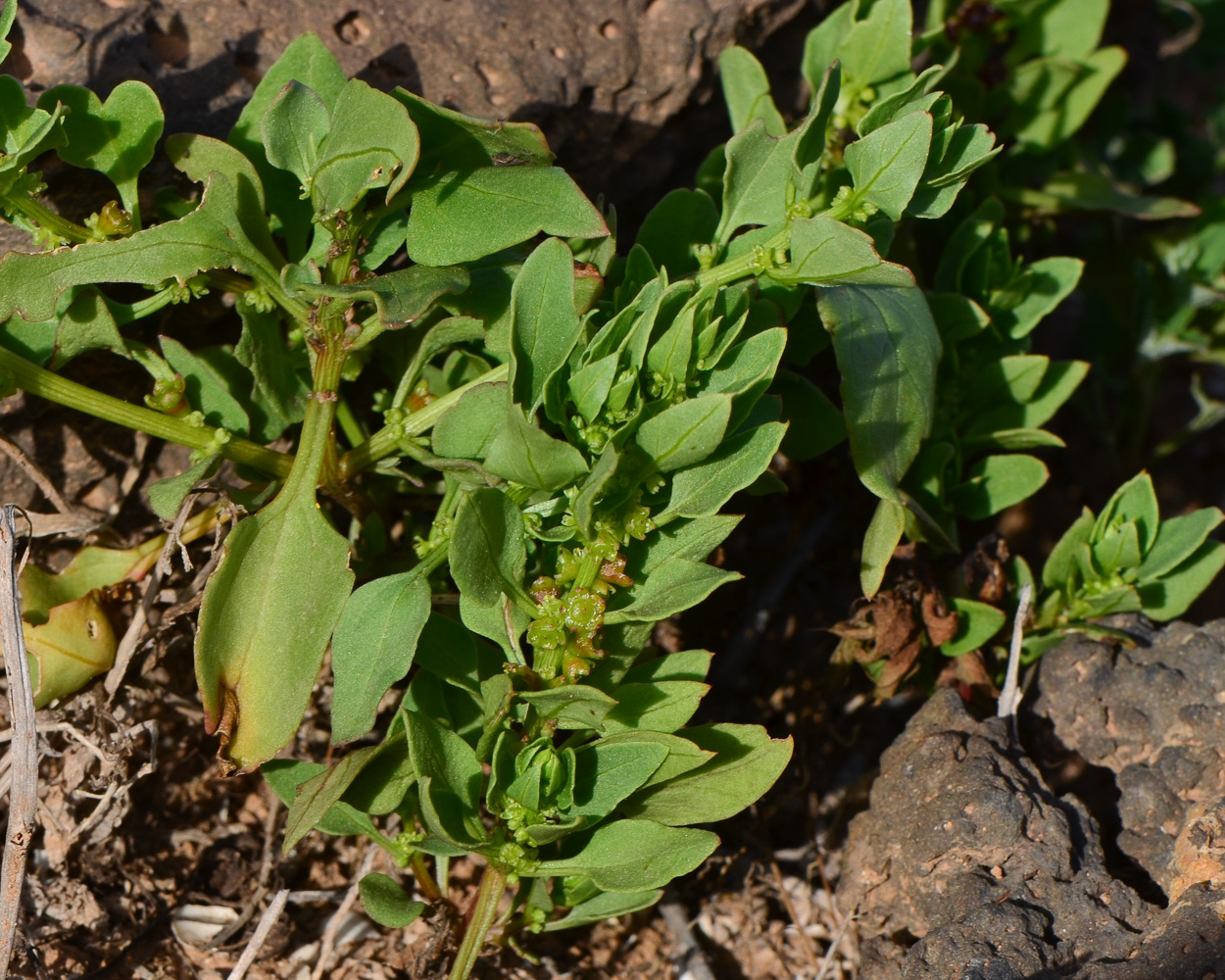 Изображение особи Patellifolia procumbens.