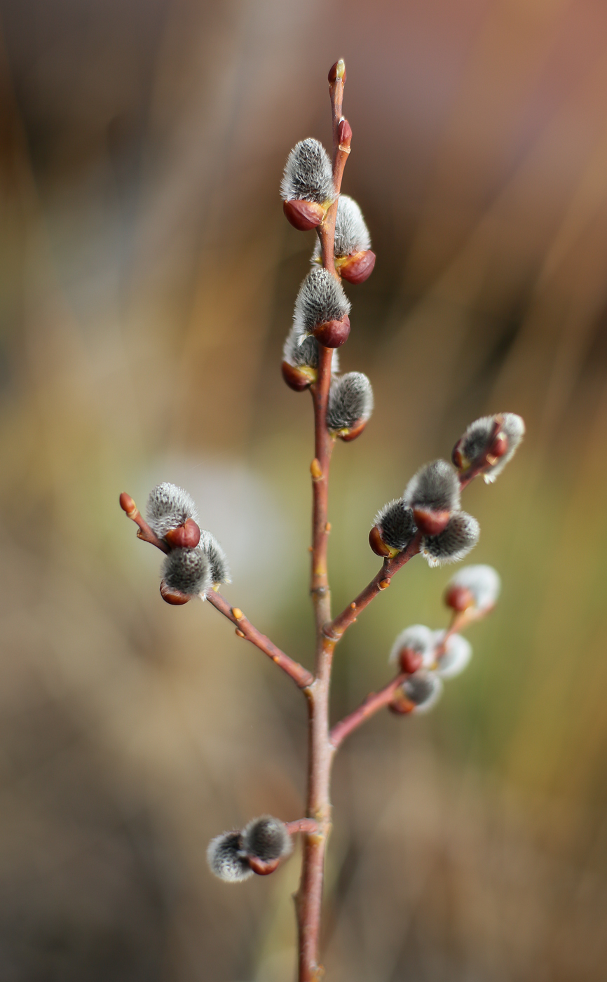 Image of Salix caprea specimen.