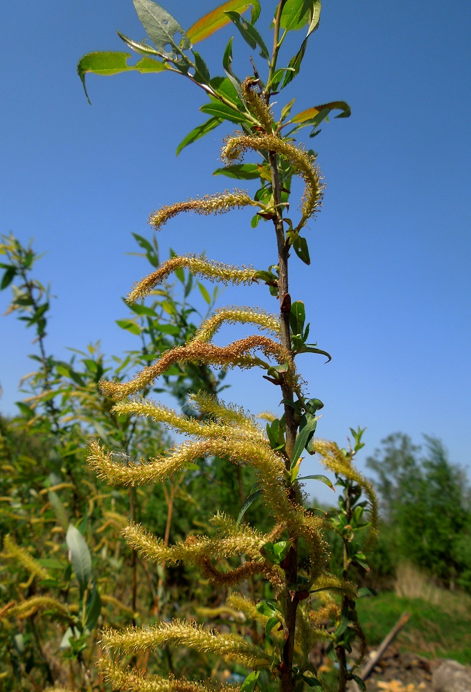 Изображение особи Salix triandra.