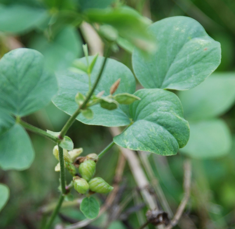 Изображение особи семейство Fabaceae.