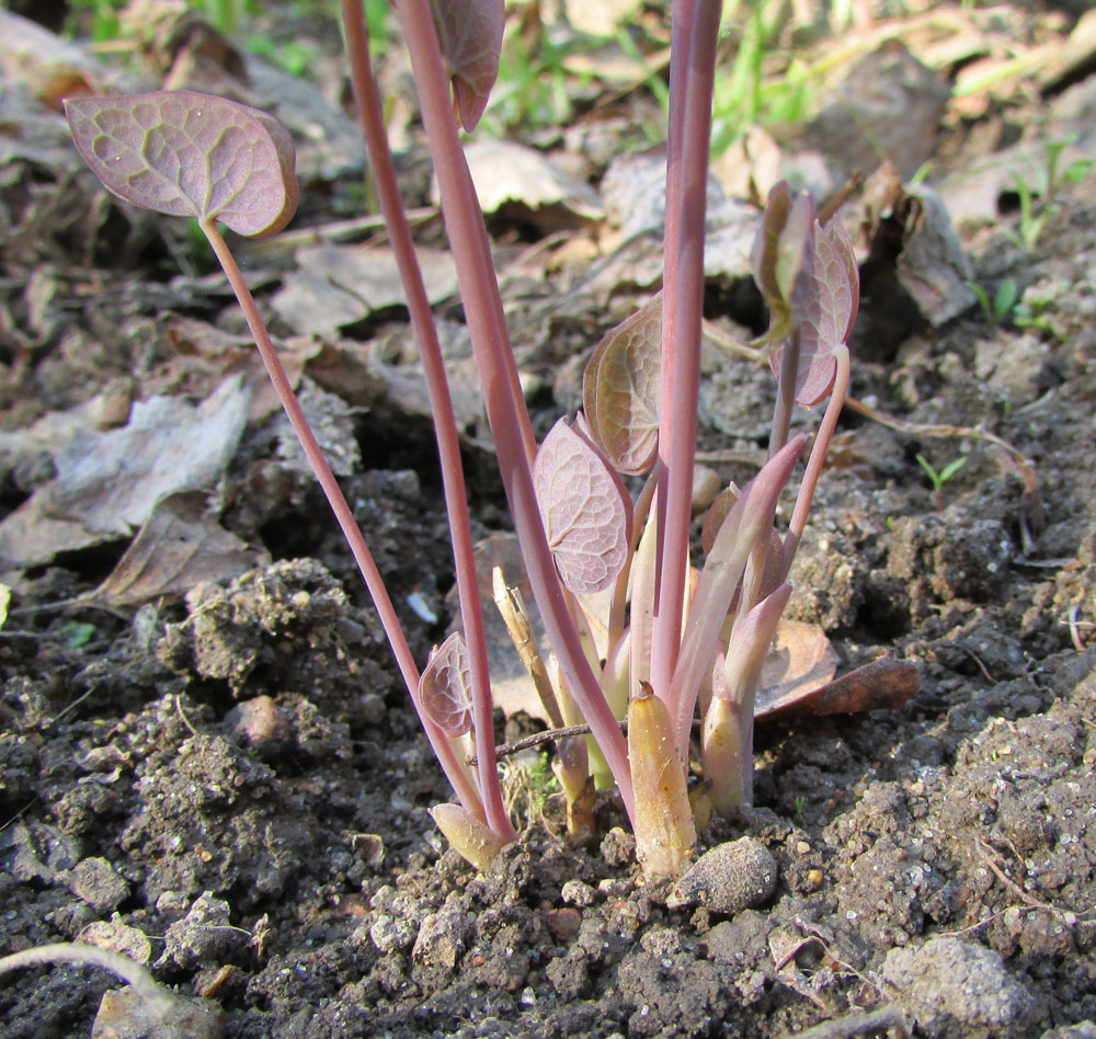 Изображение особи Jeffersonia diphylla.