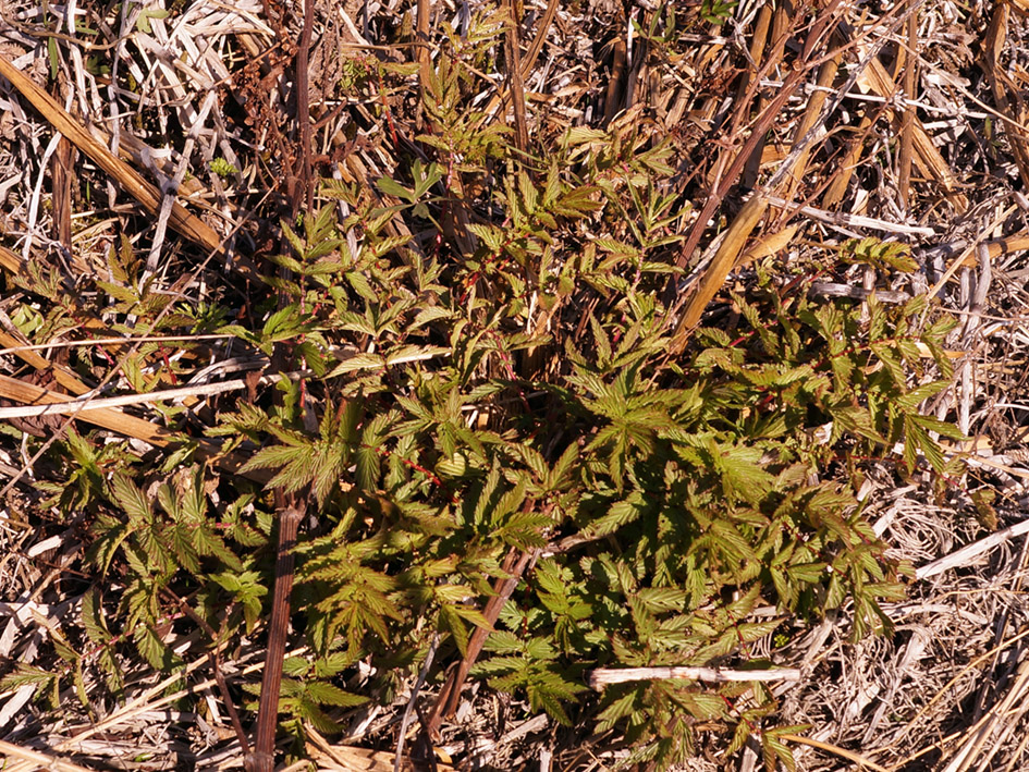 Image of Filipendula ulmaria specimen.