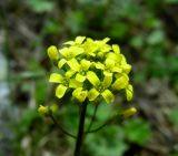 Draba stenocarpa