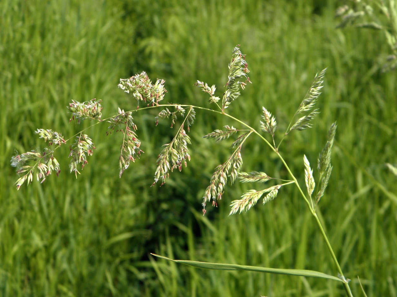 Изображение особи Phalaroides arundinacea.