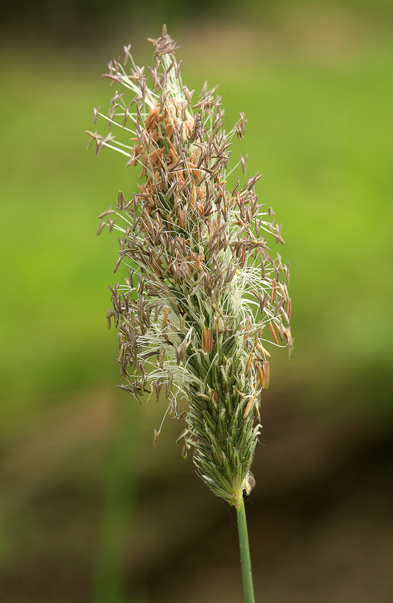 Изображение особи Alopecurus pratensis.