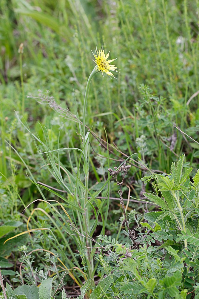 Изображение особи Tragopogon dubius ssp. major.