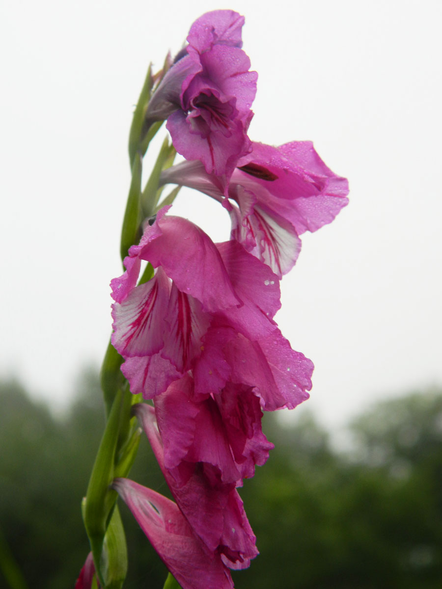 Изображение особи Gladiolus tenuis.