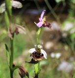 Ophrys oestrifera