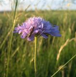 Knautia arvensis. Соцветие. Белгородская обл., Губкинский р-н, запов. «Белогорье», Ямская степь. 14 июня 2009 г.