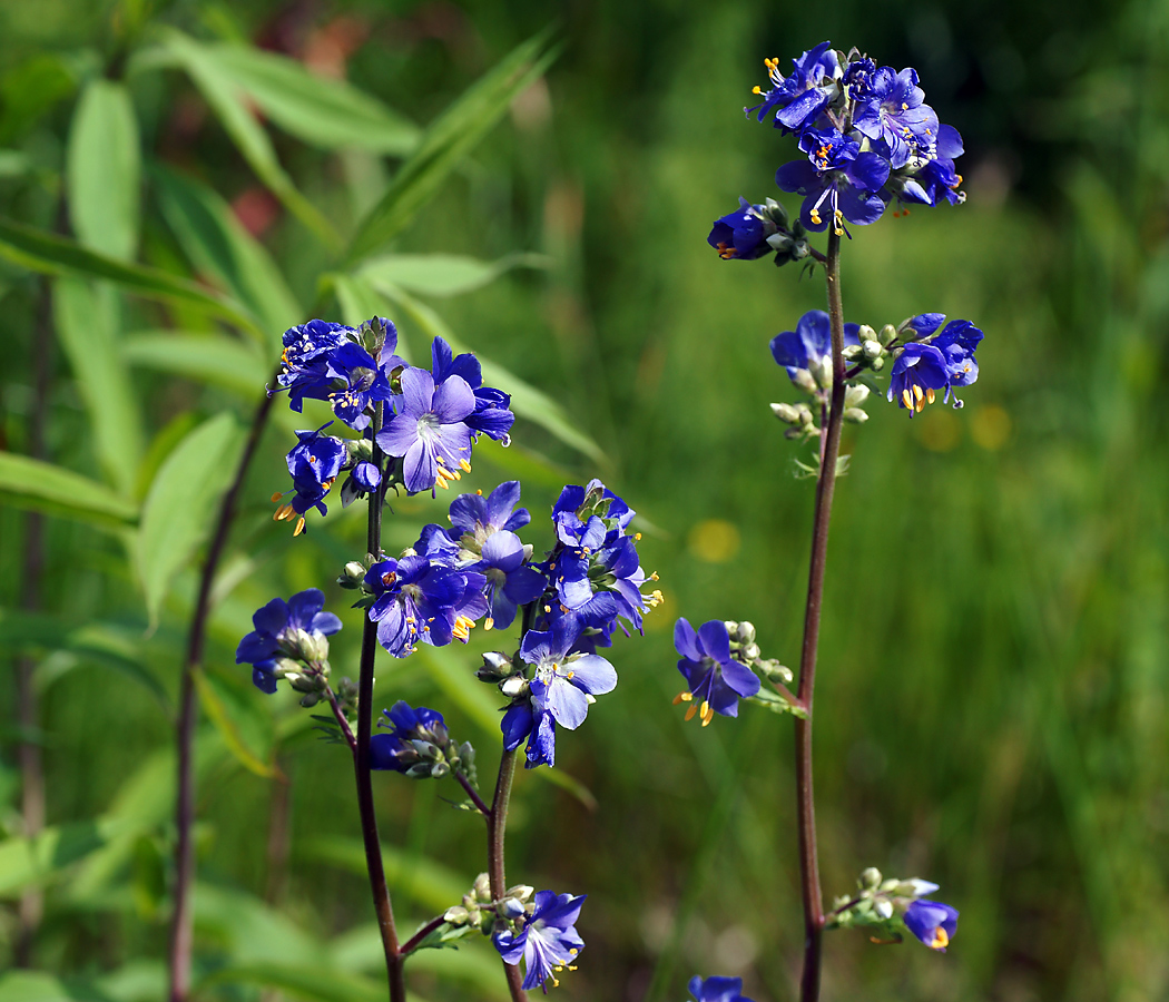 Image of Polemonium caeruleum specimen.