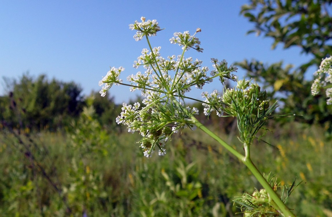 Image of Chaerophyllum bulbosum specimen.