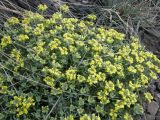 Alyssum lenense. Цветущие растения. Республика Хакасия, Алтайский р-н, гора Самохвал. 1 мая 2013 г.