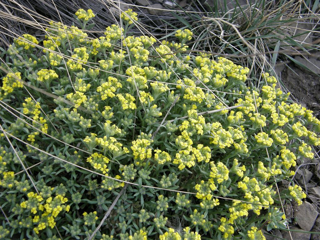 Изображение особи Alyssum lenense.