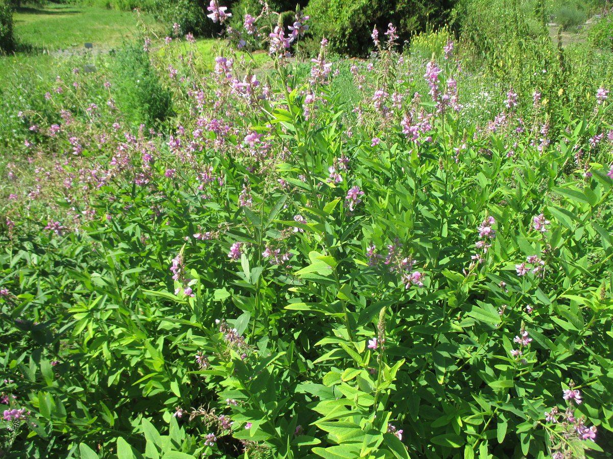 Image of Desmodium canadense specimen.