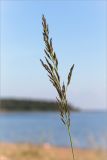 Calamagrostis meinshausenii