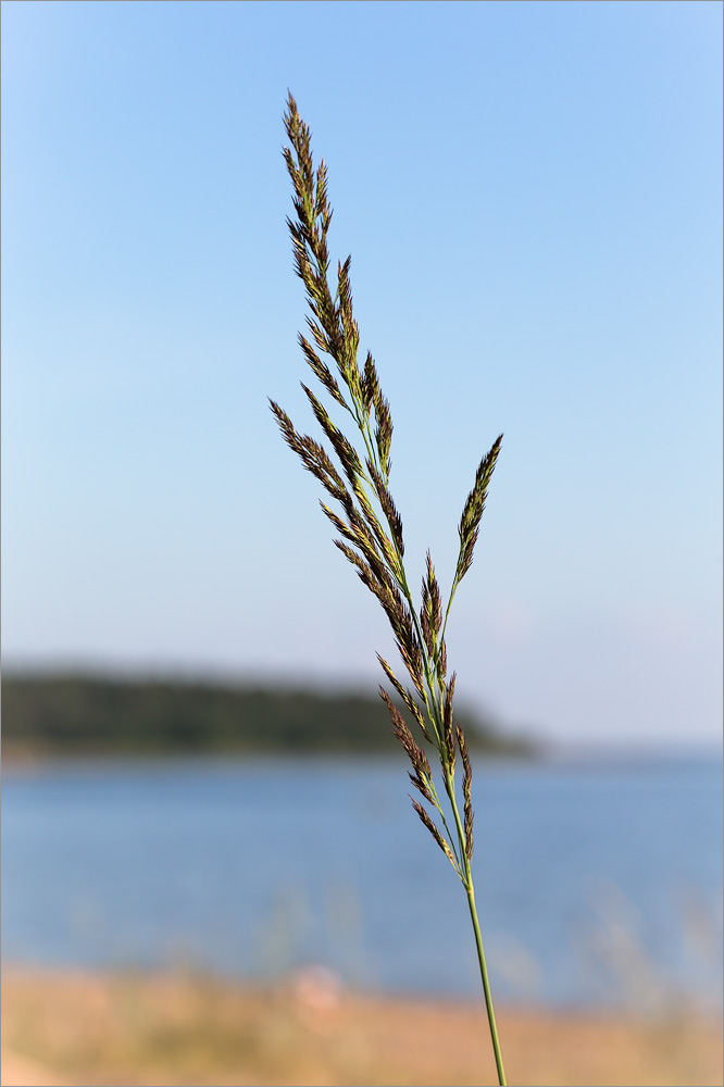 Image of Calamagrostis meinshausenii specimen.