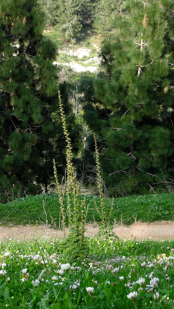 Изображение особи Scrophularia rubricaulis.
