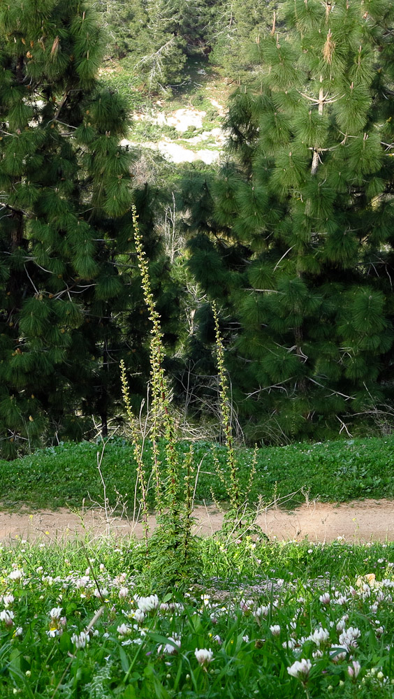 Изображение особи Scrophularia rubricaulis.