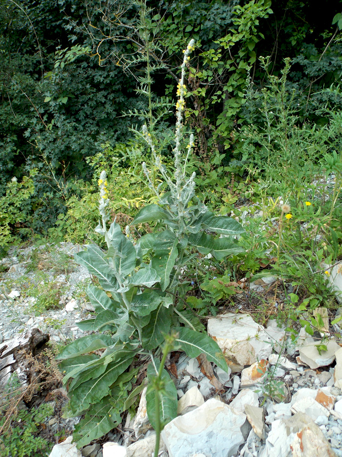 Image of Verbascum gnaphalodes specimen.