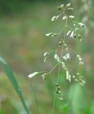 Hierochloe arctica
