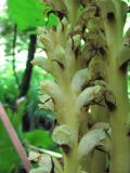 Orobanche flava. Верхушка соцветия. Краснодарский край, окр. Красной Поляны, ок. 1000 м н.у.м., у р. Бешенка. 01.08.2016.