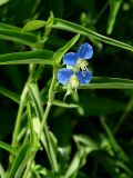 Commelina communis. Верхушка цветущего побега. Приморье, окр. г. Находка, на лесной поляне. 08.08.2016.