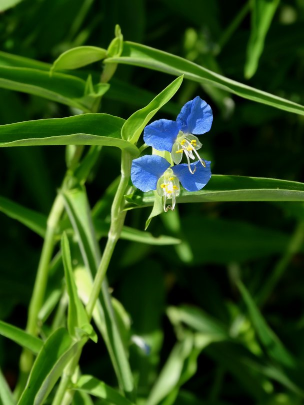 Image of Commelina communis specimen.