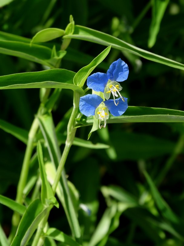 Изображение особи Commelina communis.