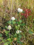 Trifolium pratense. Цветущее растение с соцветиями альбиносной аберрации. Кольский п-ов, Восточный Мурман, Дальние Зеленцы, поросшая разнотравьем антропогенная насыпь. 20.08.2016.