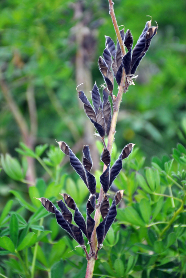 Image of Lupinus nootkatensis specimen.