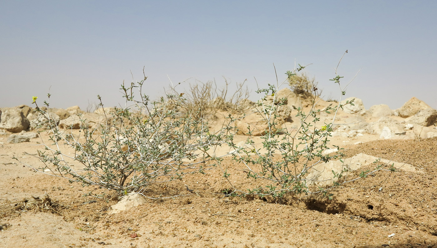 Image of Helianthemum lippii specimen.