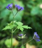 Geranium bohemicum. Верхушка побега с цветками. Пермский край, Оханский р-н, Тулумбаихинское сельское поселение, Кунчурихинский бор, обочина лесной дороги. 17.09.2016.