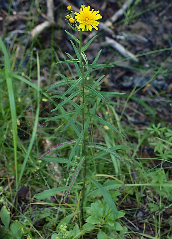 Изображение особи Hieracium umbellatum.