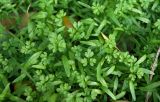 Anthriscus caucalis. Ювенильные растения (оранжевое - плод Prunus cerasifera). Север Кубани, станица Шкуринская, сорное под деревьями. 09.10.2016.