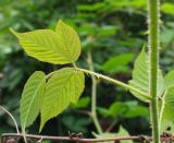 род Rubus. Лист. Краснодарский край, Адлерский р-н, окр. пос. Красная Поляна, гора Аибга, водопад Поликаря, опушка леса, ≈ 1500 м н.у.м. 19.09.2016.