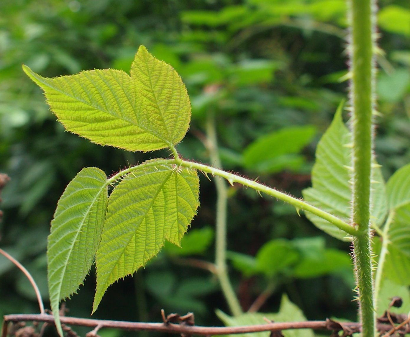 Изображение особи род Rubus.