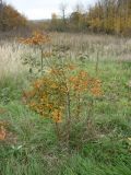 Amelanchier