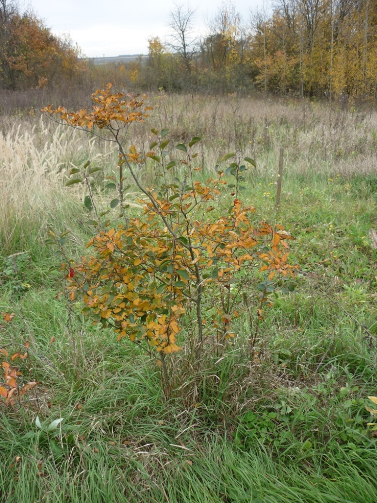 Изображение особи род Amelanchier.