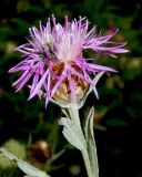 Centaurea подвид substituta