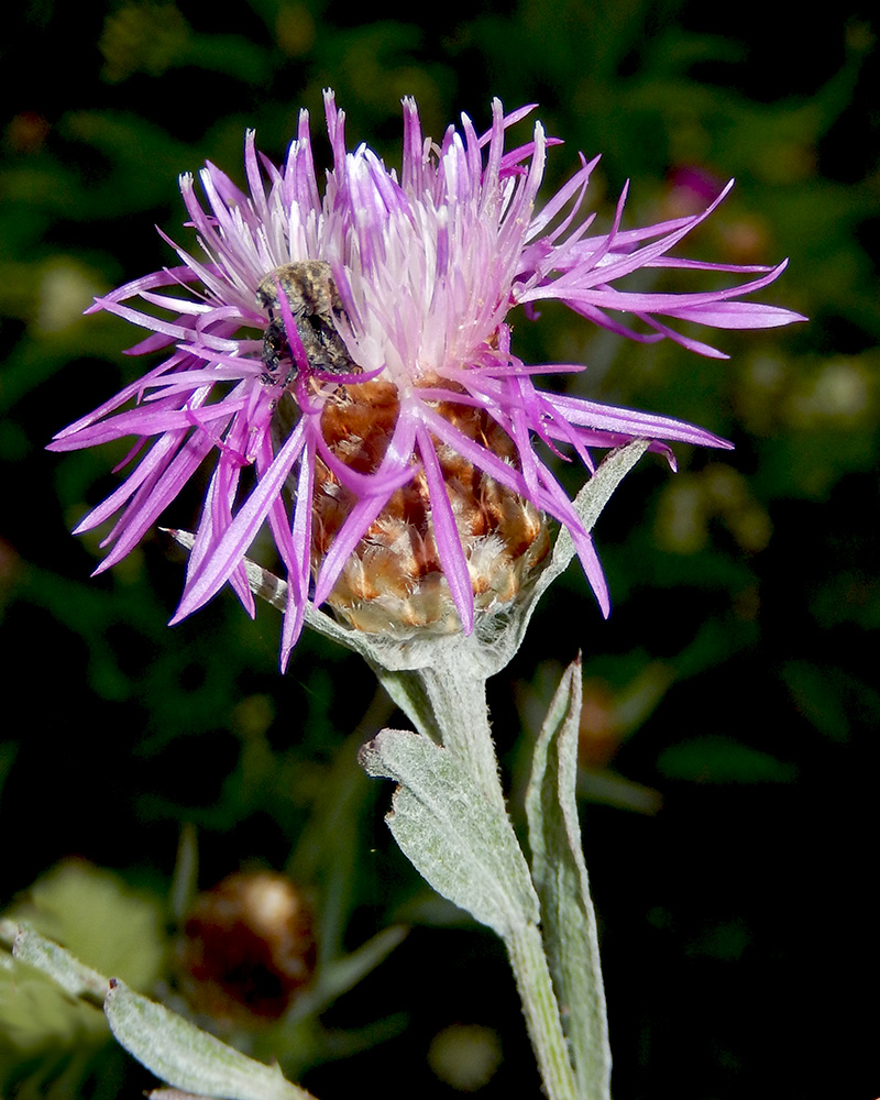 Изображение особи Centaurea jacea ssp. substituta.