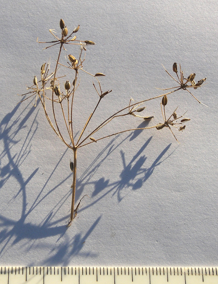 Изображение особи Chaerophyllum bulbosum.