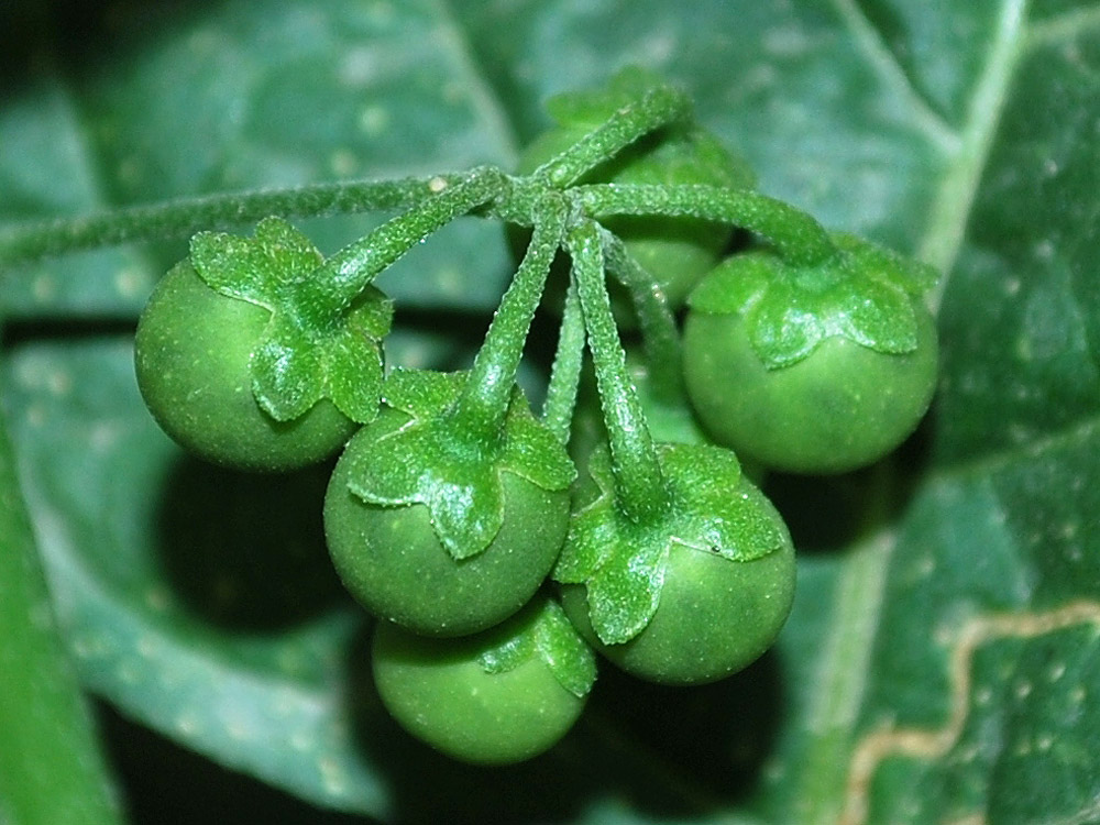 Изображение особи Solanum nigrum.