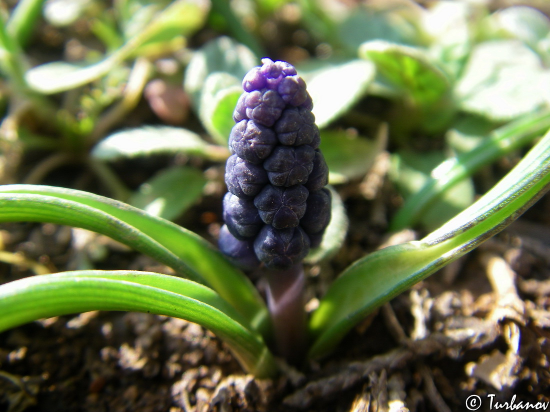 Image of Muscari neglectum specimen.