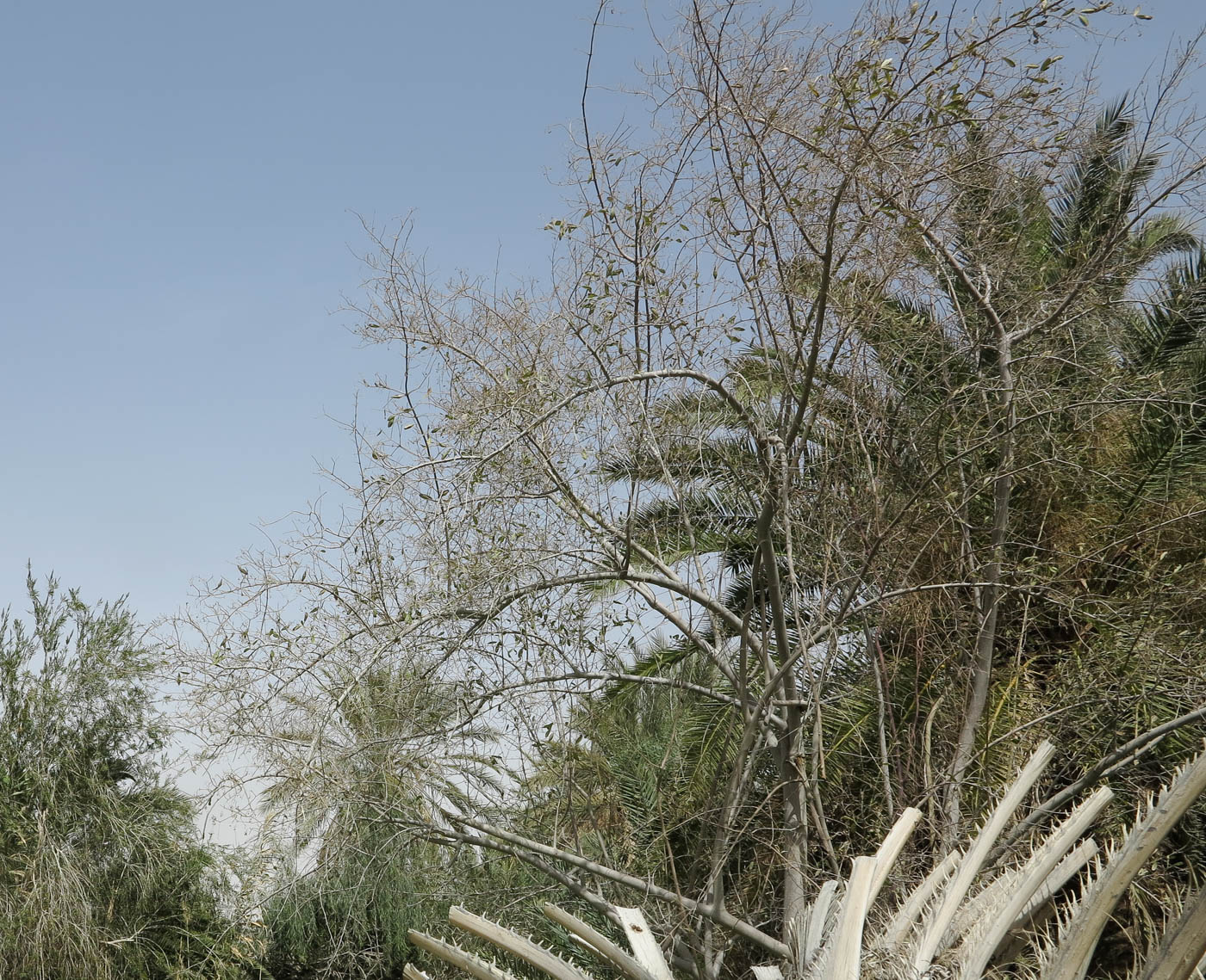 Image of Cordia sinensis specimen.