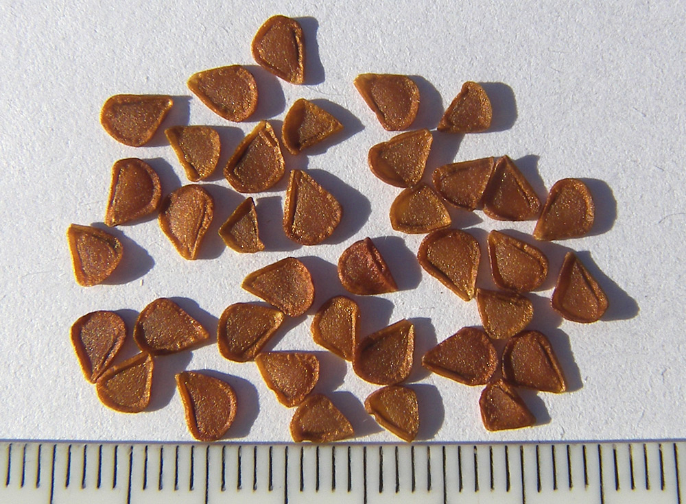 Image of Fritillaria ophioglossifolia specimen.